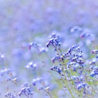 Blauwe bloem achtergrond