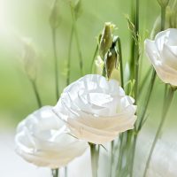 Witte bloem