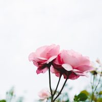 rose2